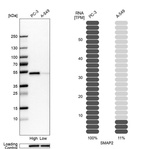 Anti-SMAP2 Antibody