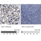 Anti-JAG1 Antibody