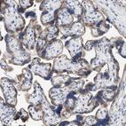 Immunohistochemical staining of human placenta shows moderate membranous positivity in trophoblastic cells.