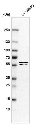 Anti-TRIM65 Antibody