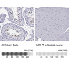 Anti-ACTL7A Antibody