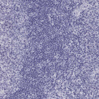 Anti-ACTL7A Antibody