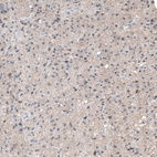 Anti-RCOR2 Antibody