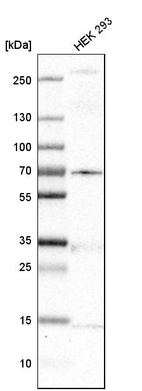 Anti-MKS1 Antibody