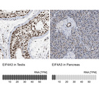 Anti-EIF4A3 Antibody