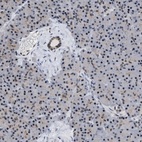 Anti-EIF4A3 Antibody