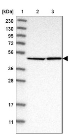 Anti-EIF4A3 Antibody