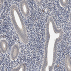 Anti-CYSRT1 Antibody