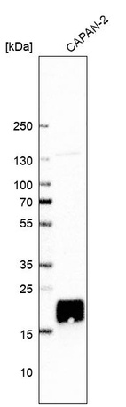 Anti-CYSRT1 Antibody