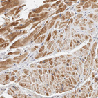 Anti-KIF9 Antibody