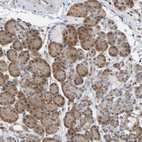 Anti-POLR1E Antibody