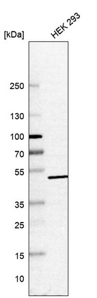 Anti-HEXDC Antibody