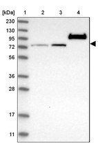 Anti-RAP1GAP2 Antibody