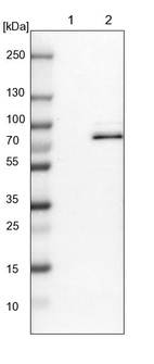 Anti-RAP1GAP2 Antibody