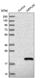 Anti-MRPL50 Antibody