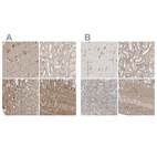 Anti-DCAF7 Antibody