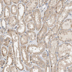 Anti-DCAF7 Antibody