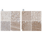 Anti-DCAF7 Antibody