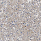 Anti-DCAF7 Antibody