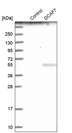 Anti-DCAF7 Antibody