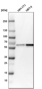 Anti-NMT1 Antibody