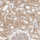 Anti-DNAJC7 Antibody