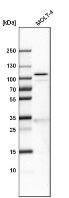 Anti-SLFN11 Antibody