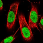 Immunofluorescent staining of human cell line U-251 MG shows localization to nucleoplasm.