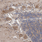 Anti-VSIG8 Antibody