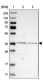 Anti-ELP5 Antibody