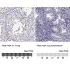 Anti-FAM166A Antibody