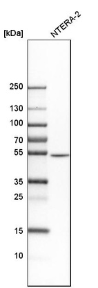 Anti-SEPT7 Antibody