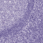 Anti-MARCH10 Antibody