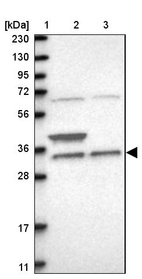 Anti-ZFAND1 Antibody