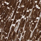 Anti-DUS1L Antibody