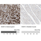 Anti-SGSH Antibody