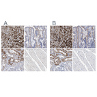 Anti-SGSH Antibody