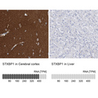 Anti-STXBP1 Antibody