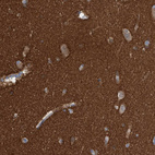 Anti-STXBP1 Antibody