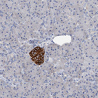 Immunohistochemical staining of human pancreas shows strong cytoplasmic positivity in islets of Langerhans.