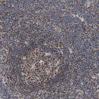 Immunohistochemical staining of human lymph node shows moderate nuclear positivity in germinal center cells.