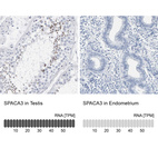 Anti-SPACA3 Antibody