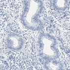 Anti-SPACA3 Antibody