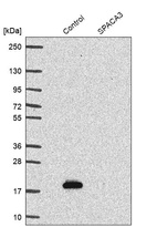 Anti-SPACA3 Antibody