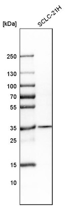 Anti-CDCA5 Antibody