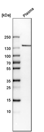 Anti-COL14A1 Antibody