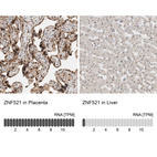 Anti-ZNF521 Antibody