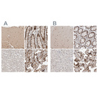 Immunohistochemical staining of human cerebellum, gastrointestinal, liver and placenta using Anti-ZNF521 antibody HPA023849 (A) shows similar protein distribution across tissues to independent antibody HPA023056 (B).