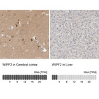 Anti-WIPF2 Antibody