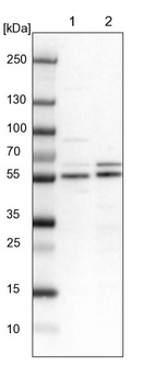 Anti-WIPF2 Antibody